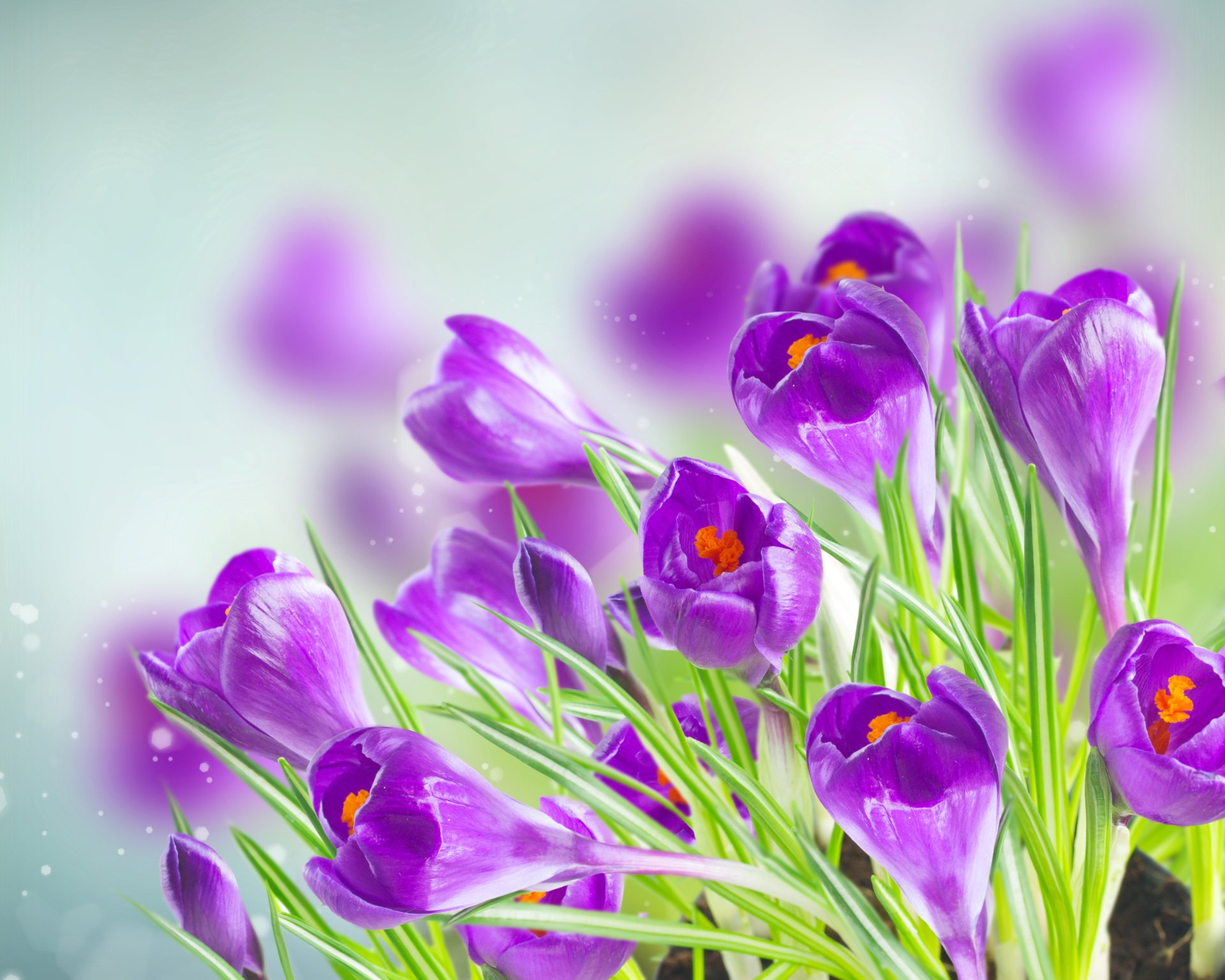 Download Close-up Nature Purple Flower Flower Crocus 4k Ultra HD Wallpaper