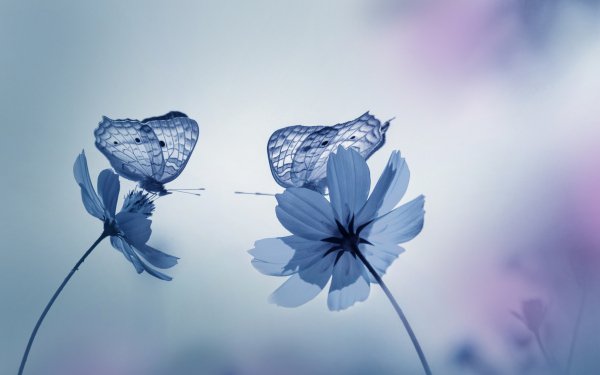 Animal Butterfly Insect Flower White Flower HD Wallpaper | Background Image