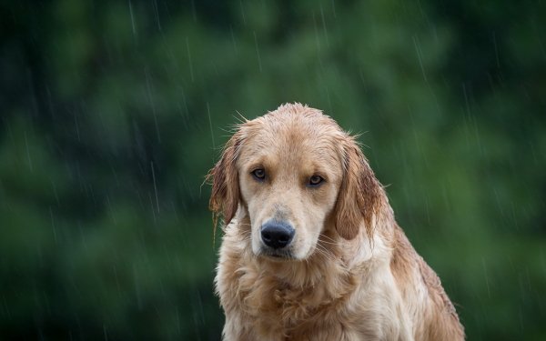Animal Golden Retriever Dogs Dog Rain Stare Muzzle HD Wallpaper | Background Image