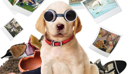 Labrador Retriever puppy dog movie Marley & Me: The Puppy Years HD Desktop Wallpaper | Background Image