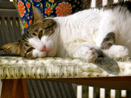 A cat with white and tabby fur is lying down and relaxing on a woven surface, captured in clear detail as an HD PC desktop wallpaper background.