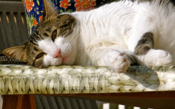 Animaux Chat Félins Pet Relax Lying Down Fond d'écran HD | Image