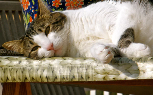  Cat Lying Down and Relaxing