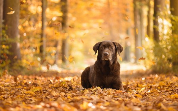 Animal Labrador Retriever Dogs Dog Fall Depth Of Field Forest Leaf HD Wallpaper | Background Image