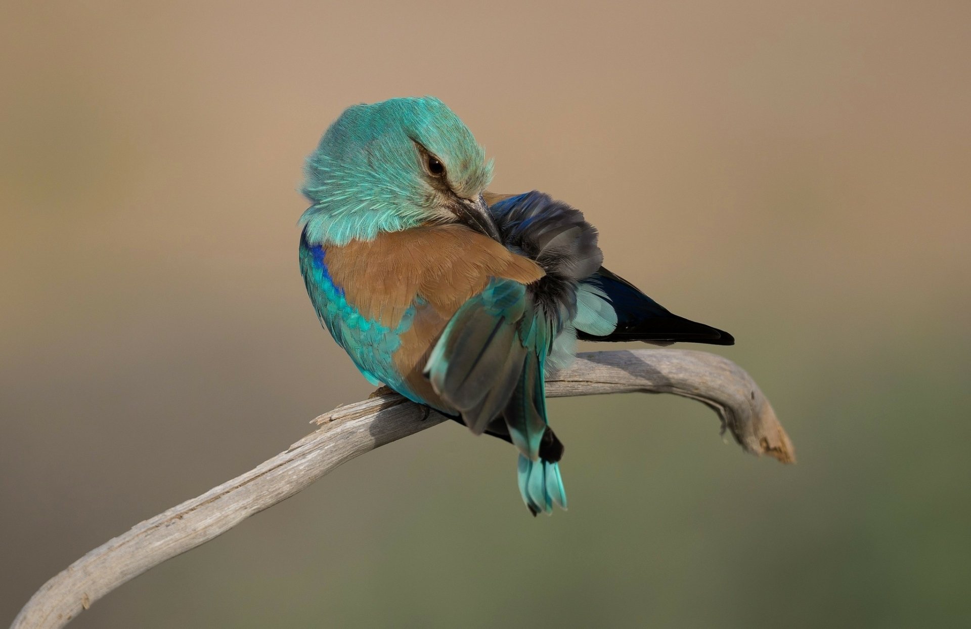 A mint-colored roller bird perched on a branch, preening its feathers, shown in a high-definition PC desktop wallpaper background.