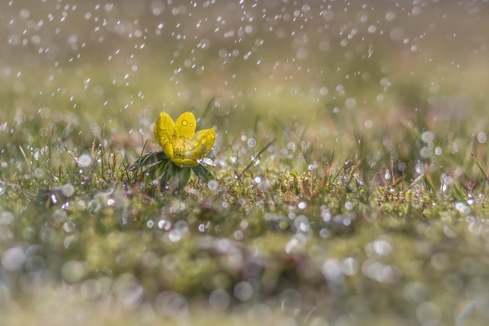 Macro of a yellow flower in wet grass with rain droplets and sparkling bokeh — 2K Quad HD PC desktop wallpaper background showcasing nature.