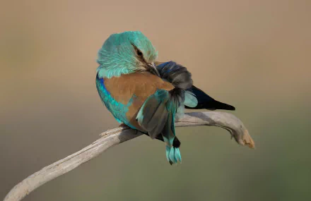 A mint-colored roller bird perched on a branch, preening its feathers, shown in a high-definition PC desktop wallpaper background.