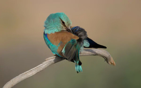  Mint-Colored Roller