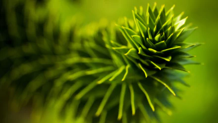 blur close-up green plant TV Show The Private Life of Plants HD Desktop Wallpaper | Background Image