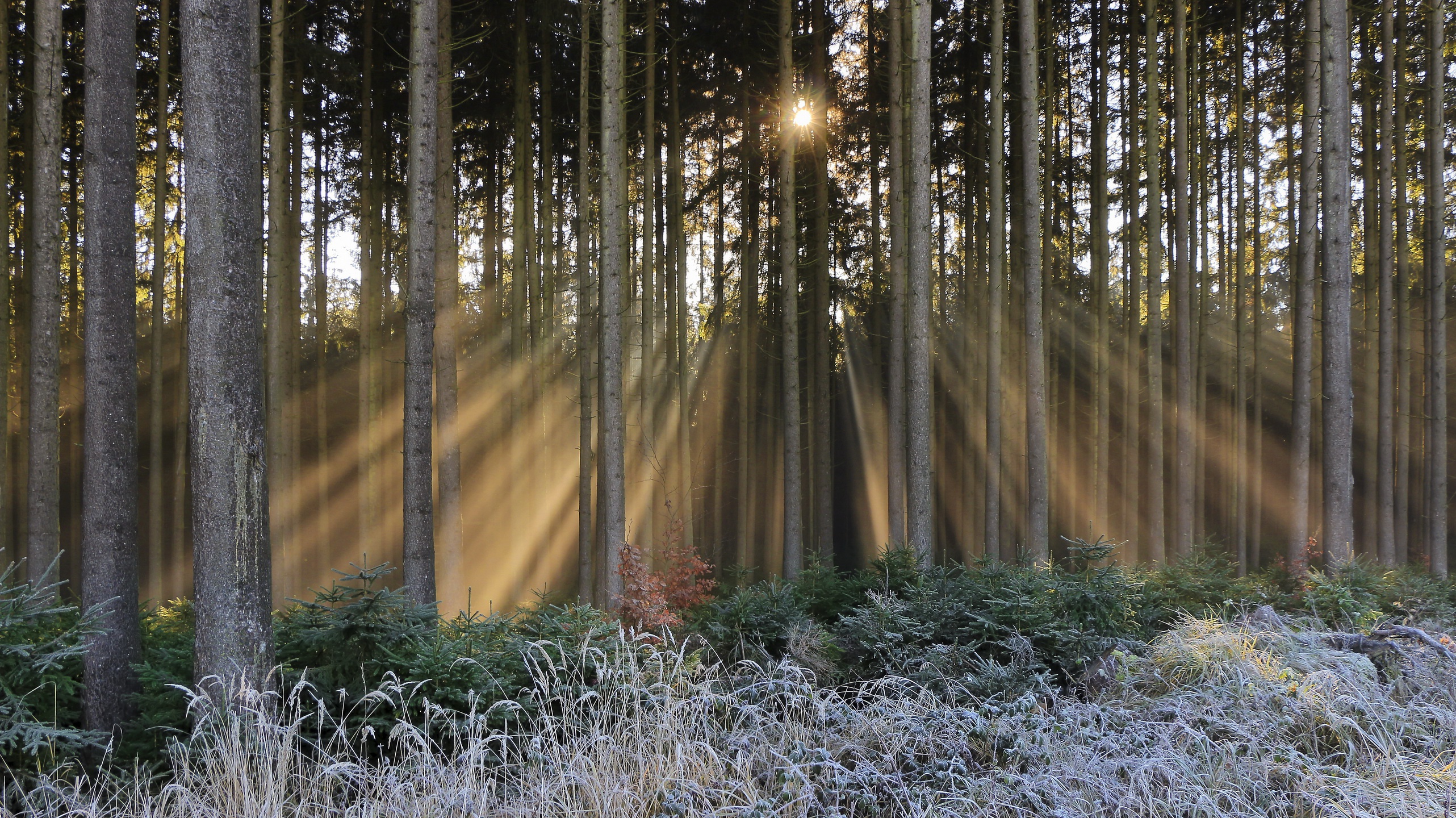Download Tree Forest Nature Sunbeam HD Wallpaper