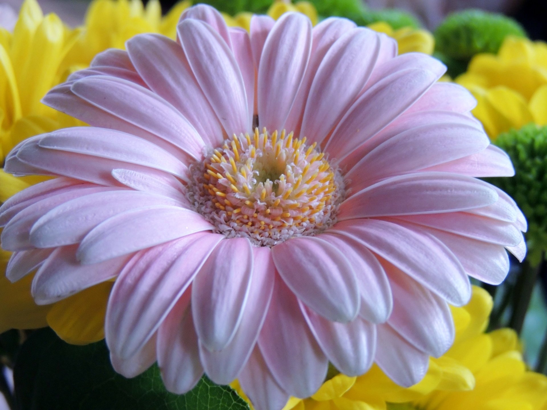 Light Pink Gerbera 4k Ultra HD Wallpaper Background