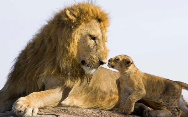 Animal Lion Cats Cub Love Cute Baby Animal HD Wallpaper | Background Image