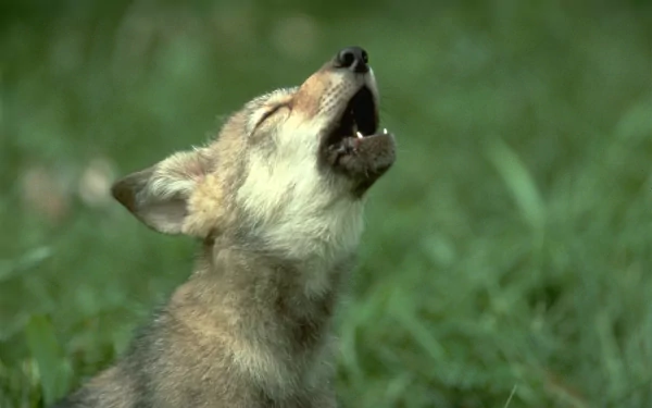 A baby wolf howls, set against a lush green background, capturing the essence of wildlife in this striking HD desktop wallpaper.