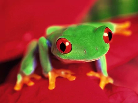 HD wallpaper of a vibrant green Red-Eyed Tree Frog perched on a red background, showcasing its vivid red eyes and orange feet.