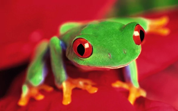 HD wallpaper of a vibrant green Red-Eyed Tree Frog perched on a red background, showcasing its vivid red eyes and orange feet.