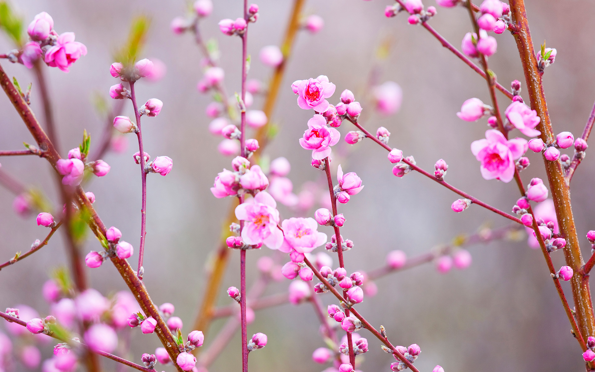 Цветет розовыми цветочками. Японская слива цветение. Весенние цветы. Нежные весенние цветы.