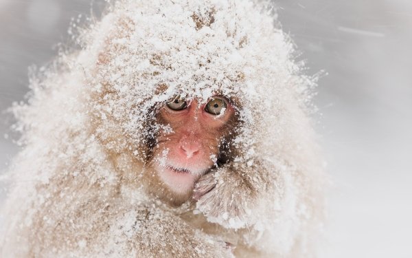 Animal Japanese Macaque Monkeys Snow Monkey Primate HD Wallpaper | Background Image