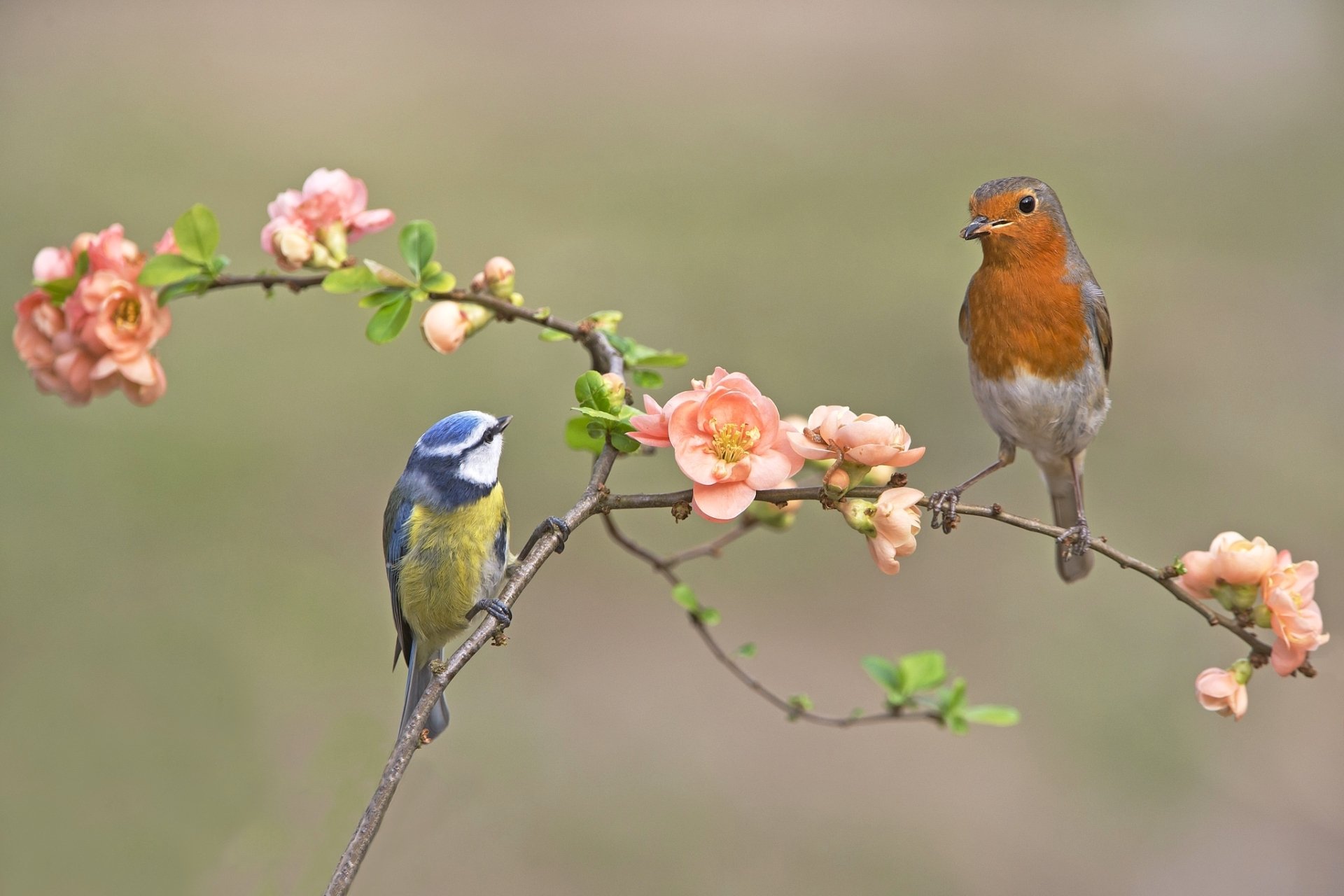 Download European Robin Eurasian Blue Tit Passerine Bird Animal Robin HD Wallpaper