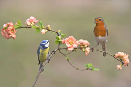 european robin eurasian blue tit passerine bird Animal robin HD Desktop Wallpaper | Background Image