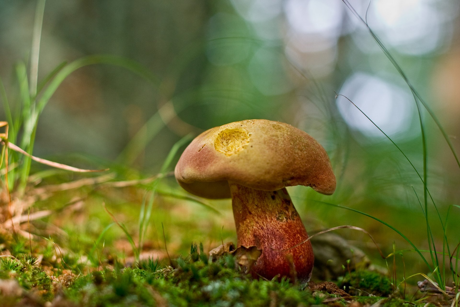 HD Wallpaper of a Serene Mushroom in Nature