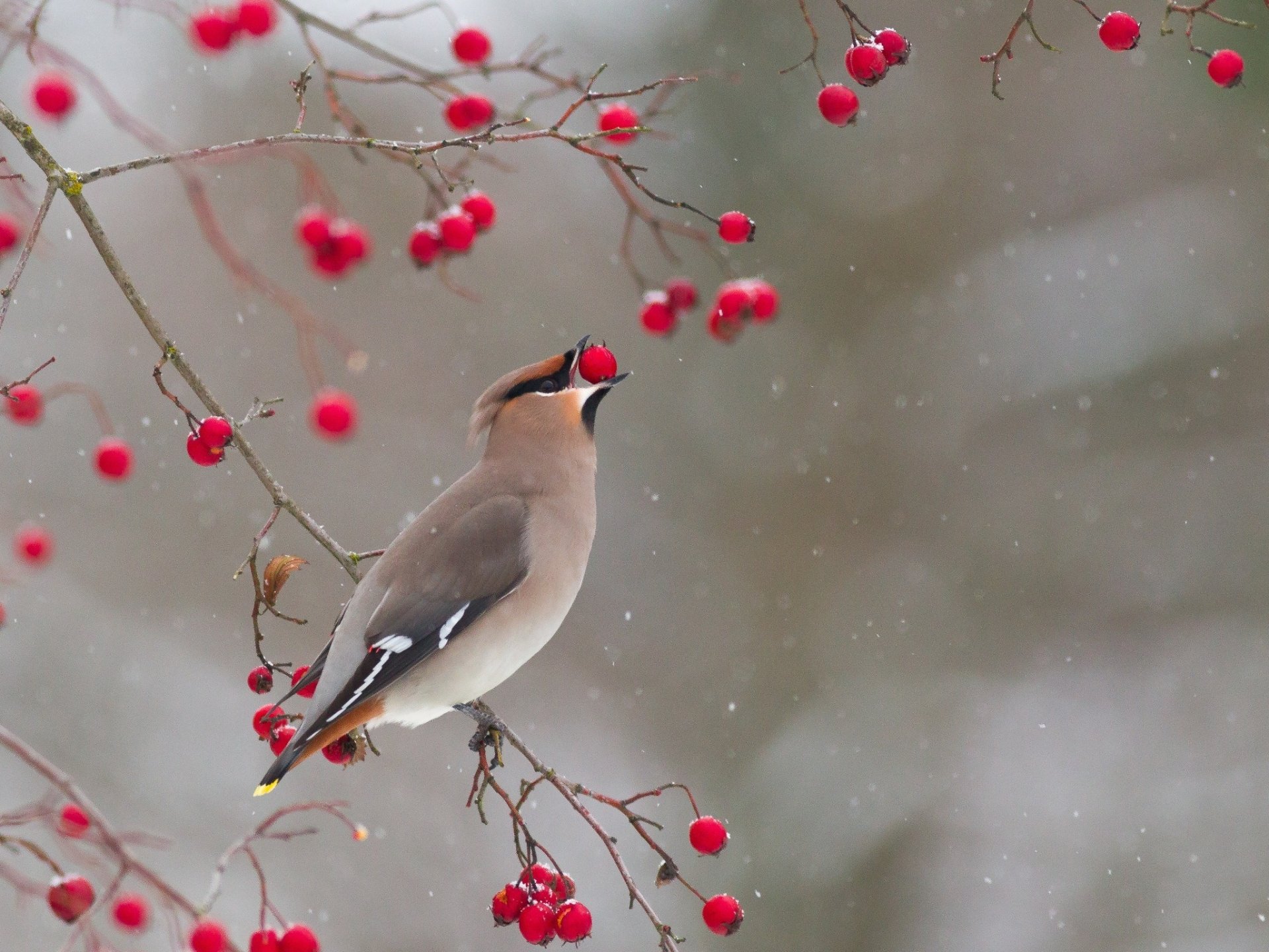 Download Passerine Bird Berry Animal Waxwing HD Wallpaper