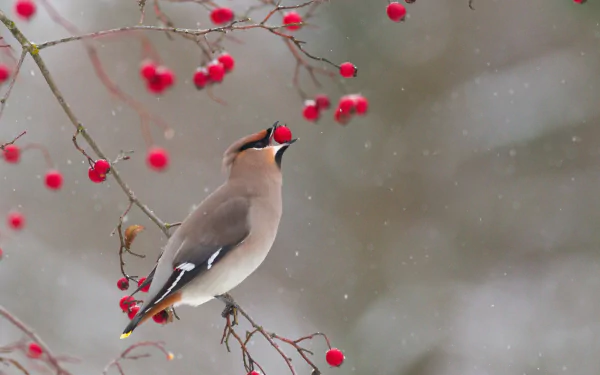 passerine bird berry Animal waxwing HD Desktop Wallpaper | Background Image