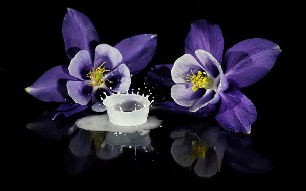  Columbine Flowers