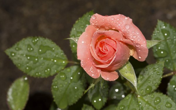 Nature Rose Flowers Pink Flower Flower Water Drop HD Wallpaper | Background Image