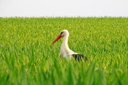 A white stork with a bright red beak stands amidst lush green grass, captured in vibrant HD quality as a desktop wallpaper and background.
