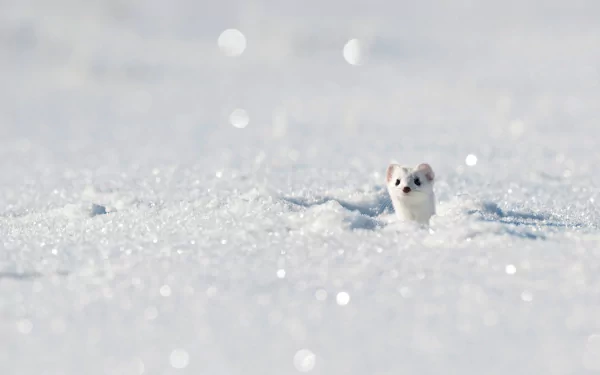 HD PC desktop wallpaper: a white stoat peeking from glistening winter snow, its tiny head emerging from a vast snowy field.
