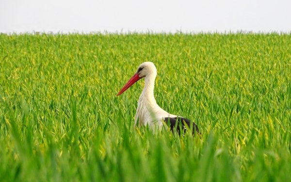Animal White stork Birds Storks Bird Wildlife Stork HD Wallpaper | Background Image