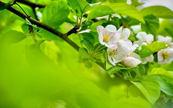 Earth Blossom Flowers Flower Branch White Flower HD Wallpaper | Background Image