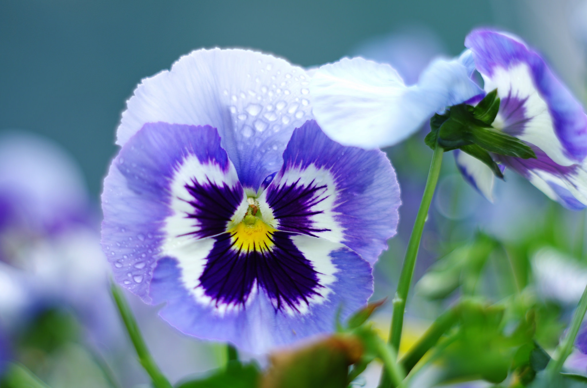 Download Nature Macro Purple Flower Flower Pansy HD Wallpaper