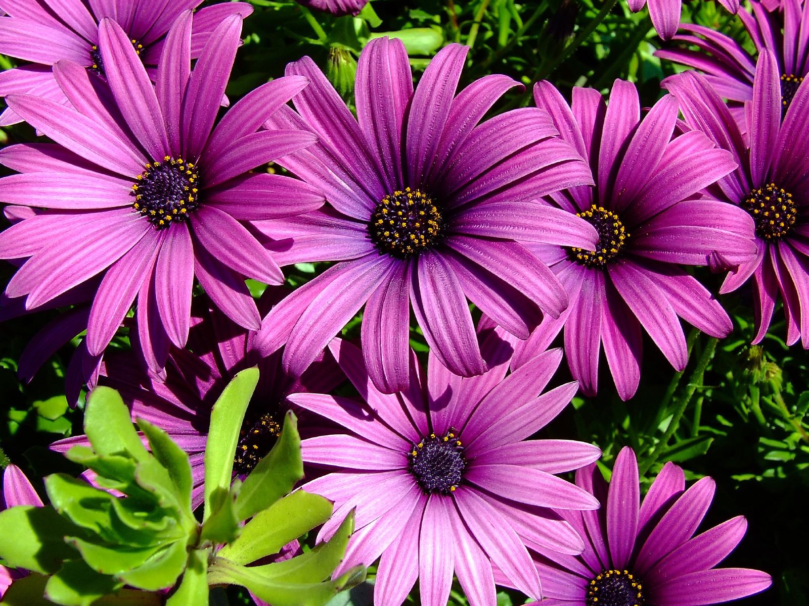 Earth African Daisy HD Wallpaper | Background Image