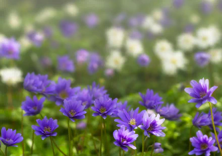 blur purple flower flower nature spring anemone HD Desktop Wallpaper | Background Image