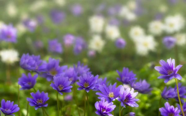blur purple flower flower nature spring anemone HD Desktop Wallpaper | Background Image