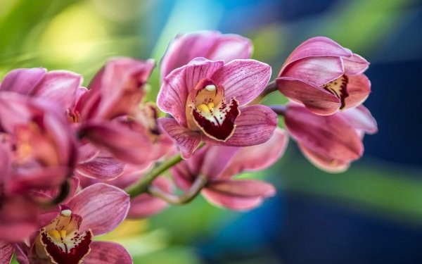 Earth Orchid Flowers Flower Pink Flower Nature HD Wallpaper | Background Image