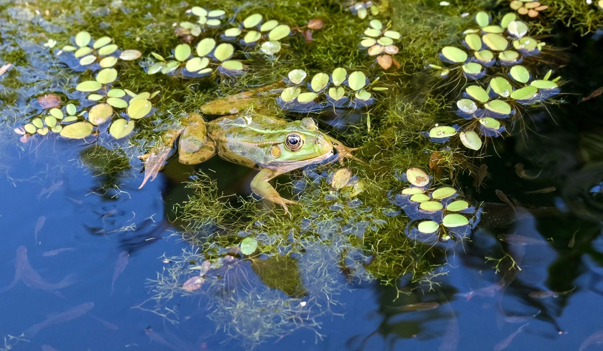 Green Frog In A Fish Pond By Couleur   821954 