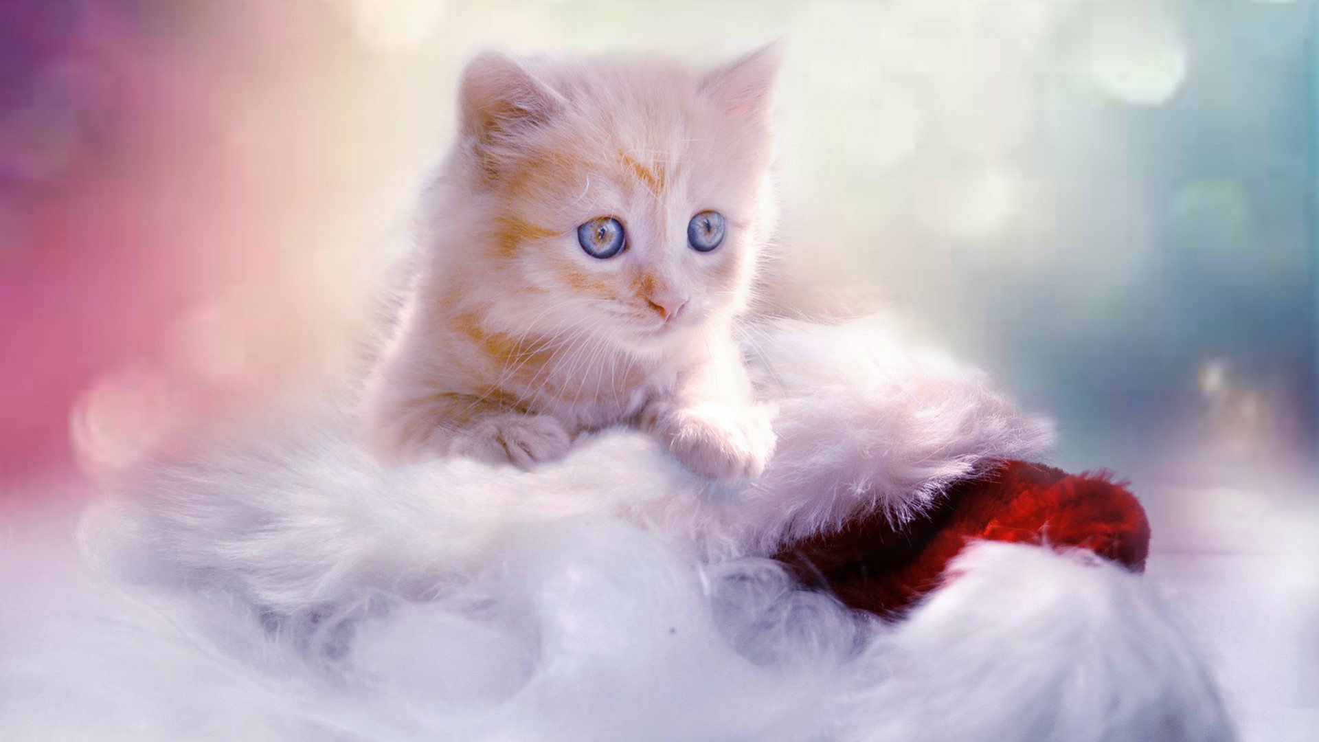 A fluffy kitten with bright blue eyes peeks out of a Christmas stocking surrounded by soft, glowing light in this HD holiday-themed desktop wallpaper.
