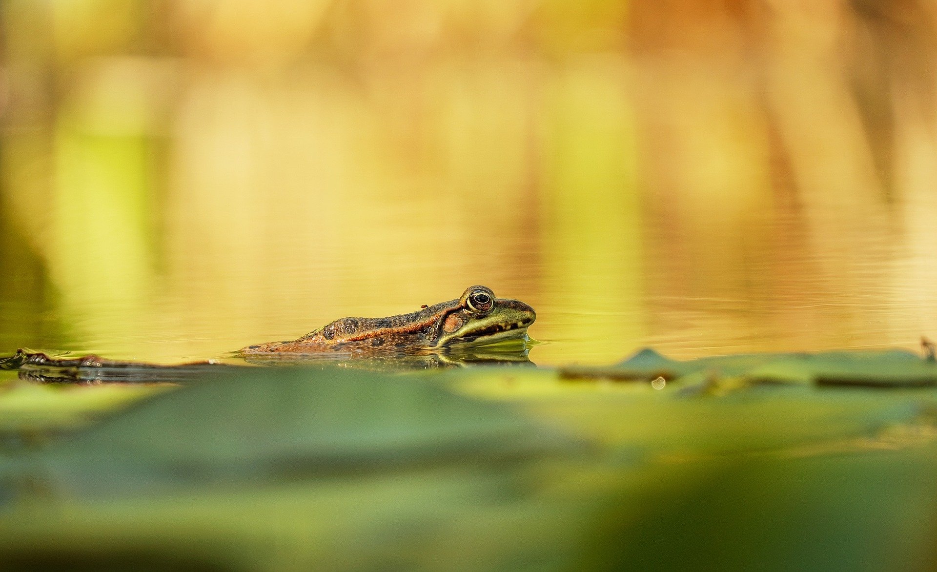 Frog in a Pond by Couleur