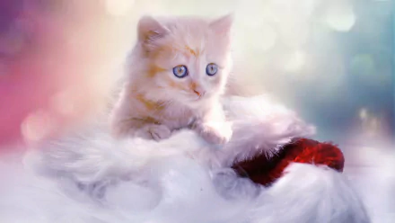  Kitten with Christmas Stocking