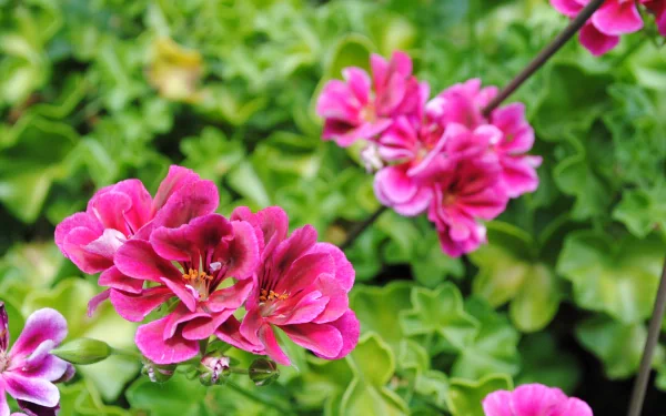 pink flower nature flower HD Desktop Wallpaper | Background Image