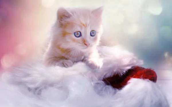  Kitten with Christmas Stocking