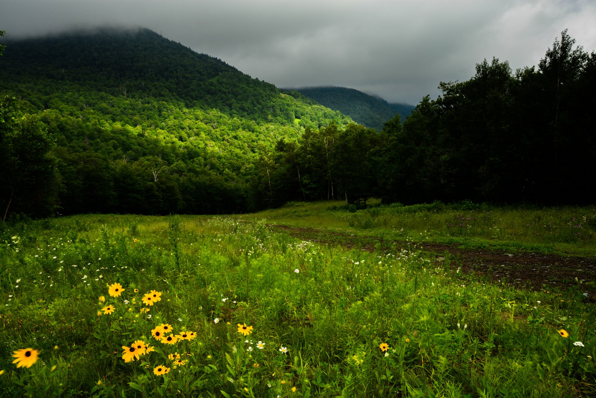HD desktop wallpaper of a spring landscape featuring green grass, wildflowers, and distant forested hills under a cloudy sky.