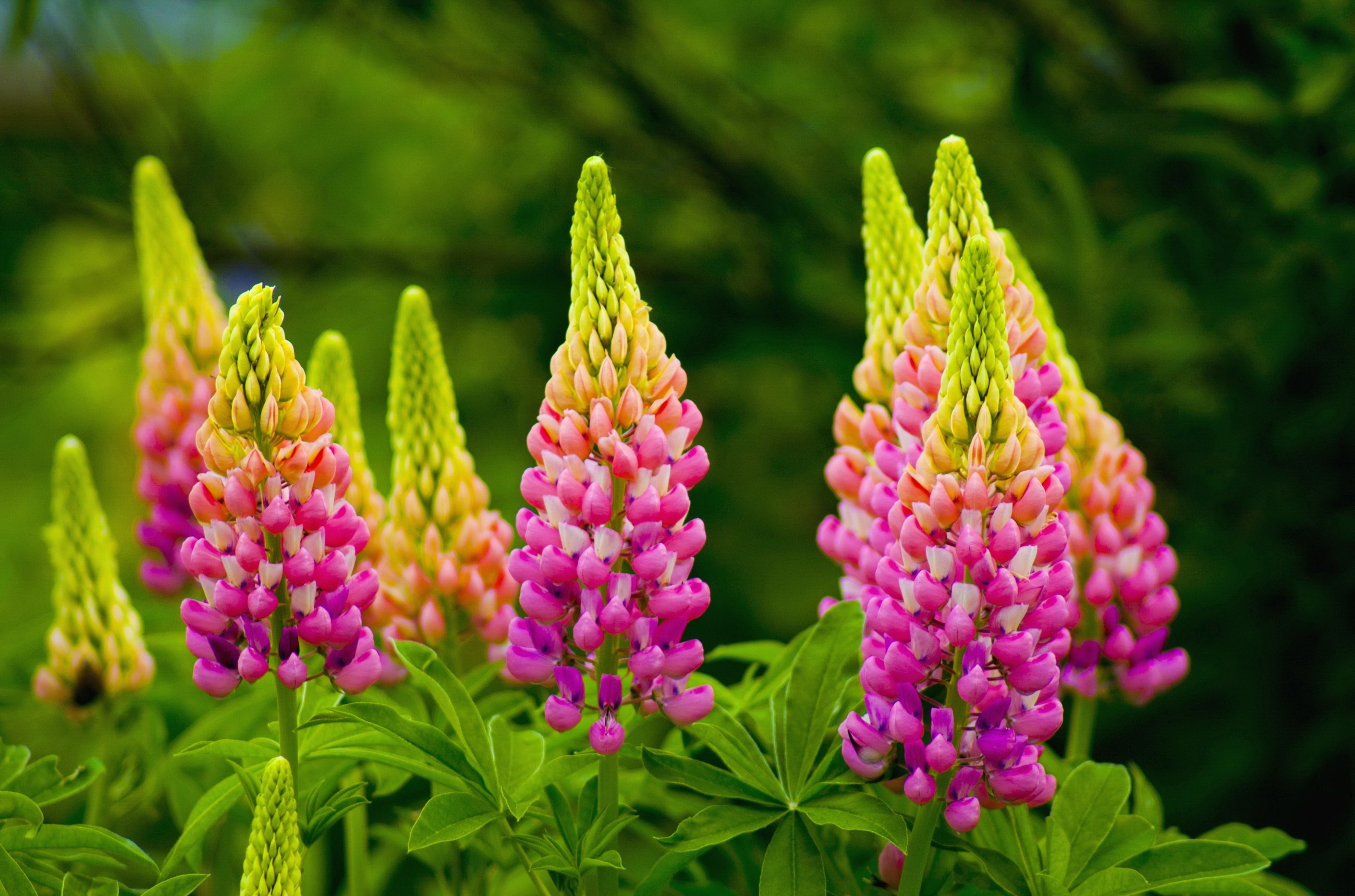 Download Pink Flower Close-up Flower Nature Lupine HD Wallpaper