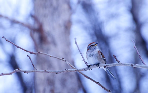 passerine bird Animal bunting HD Desktop Wallpaper | Background Image