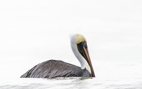 Animal Pelican Birds Pelicans Bird HD Wallpaper | Background Image
