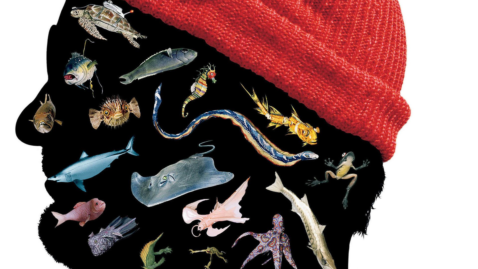 Download Movie The Life Aquatic With Steve Zissou HD Wallpaper