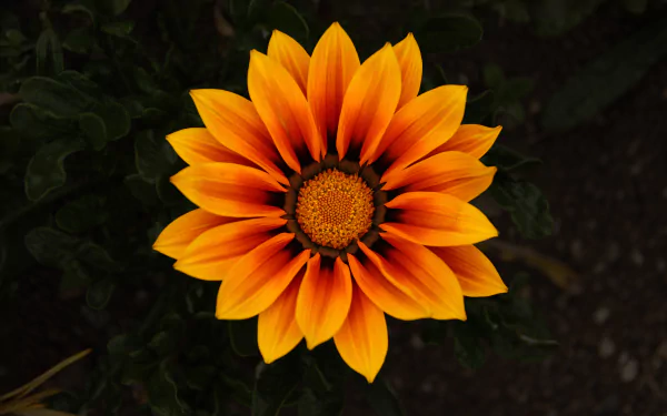 yellow flower flower nature gazania HD Desktop Wallpaper | Background Image