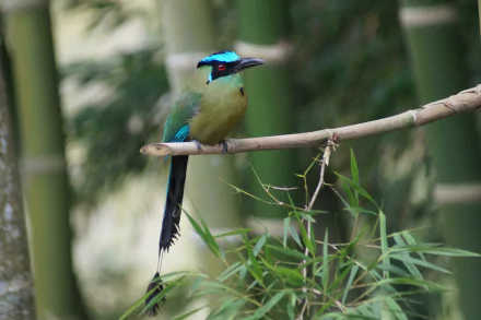  Andean Motmot